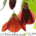 MUSIKRESAN 109