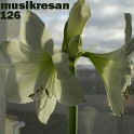 MUSIKRESAN 126